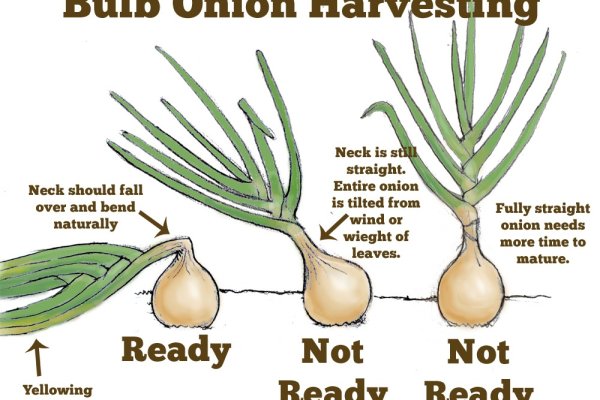 Kraken onion darknet zerkalo